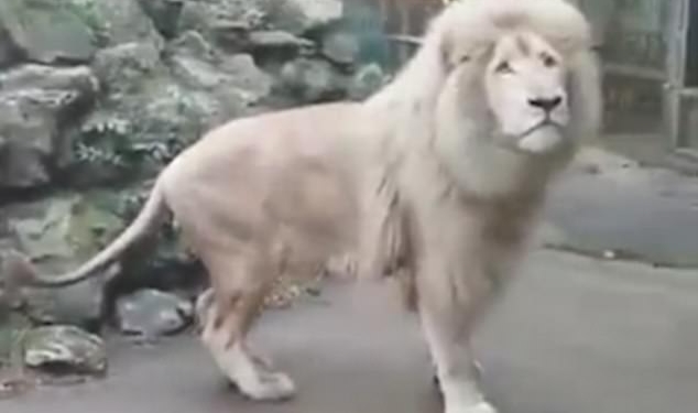 И царю зверей ведом страх: лев испугался мыльного пузыря