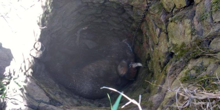 В Николаевской области очередная корова угодила в колодец