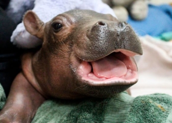 200 фунтов красоты и очарования: в зоопарке Цинциннати растет и крепнет Фиона