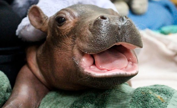 200 фунтов красоты и очарования: в зоопарке Цинциннати растет и крепнет Фиона