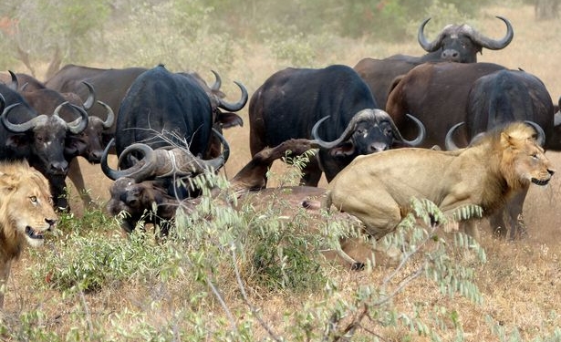 Стадо буйволов отбило своего собрата, которым решила пообедать пара львов