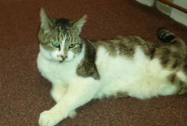 Страсти-мордасти: в английском городе мэрия официально запретила кошке появляться в своих помещениях 1
