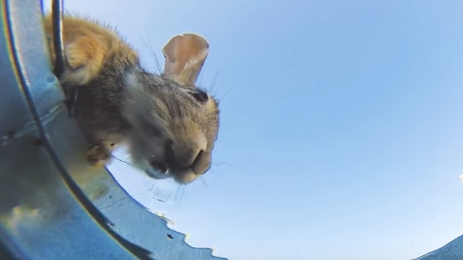 Замечательное видео прямо из ведра. Эколог снял, как разные животные пьют воду