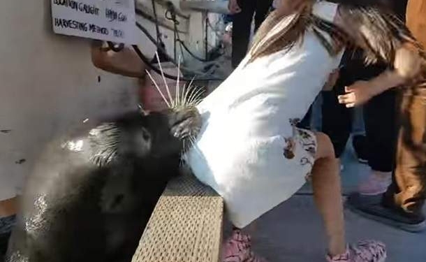 Даже морской – он лев. В Канаде животное утащило девочку в воду