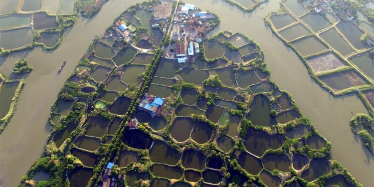 В Китае восстанавливают древнюю систему тутовых прудов для разведения рыбы