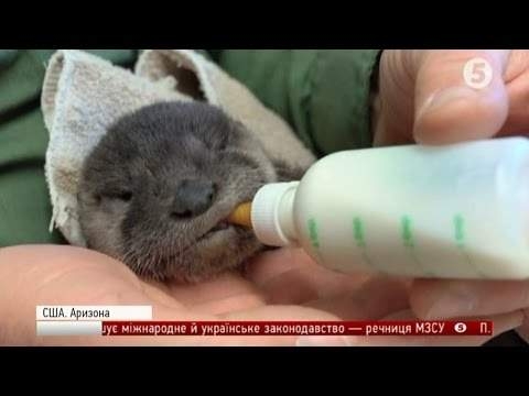 В США спасли малютку-выдру – застряла и чуть не погибла