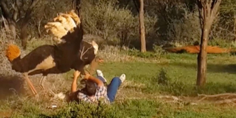 А он любви его не понял. В ЮАР страус атаковал слишком ласкового туриста