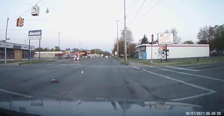 Смертельный полет. В США гусь влетел в высоковольтные провода и оставил без электричества весь город