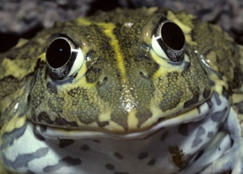 «Фрогзилла»: техасец застрелил 5-килограммовую лягушку