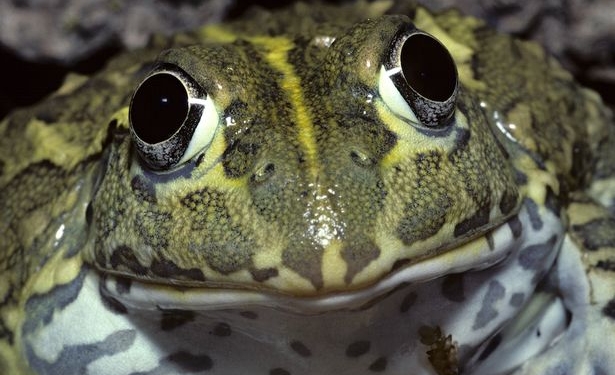 «Фрогзилла»: техасец застрелил 5-килограммовую лягушку