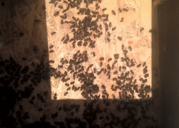 В одном из районов Николаевщины – массовый падеж пчел