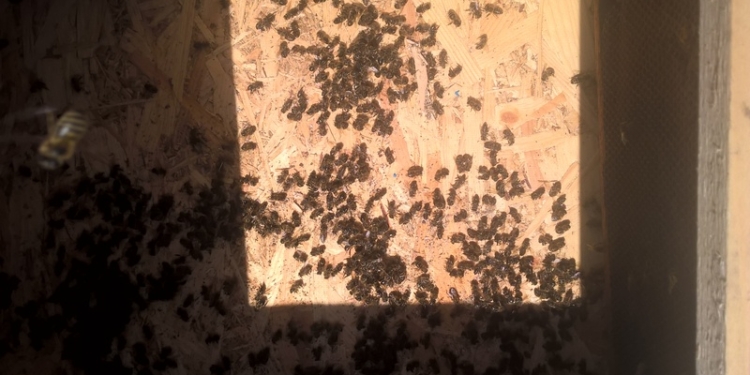 В одном из районов Николаевщины – массовый падеж пчел