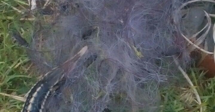 У Осетровки в Березанском лимане пограничники поймали браконьера с севрюгой