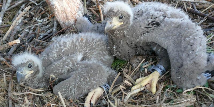 В РЛП «Кинбурнская коса» ищут волонтеров для охраны гнезда орлана-белохвоста