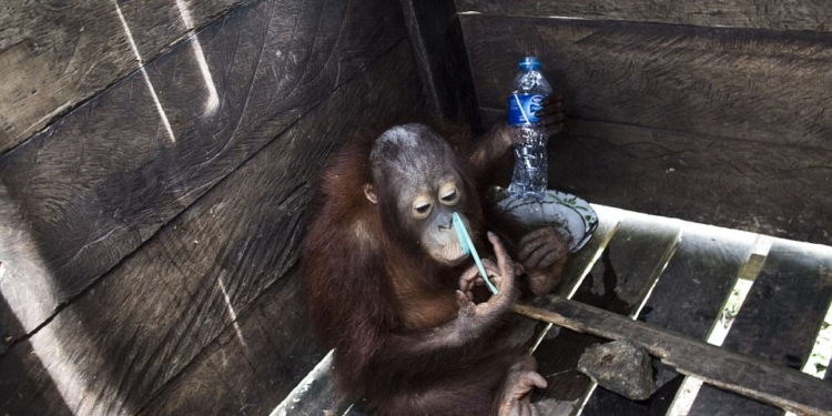 И снова Борнео: орангутанг, который два года просидел в деревянной клетке, наконец-то получил свободу