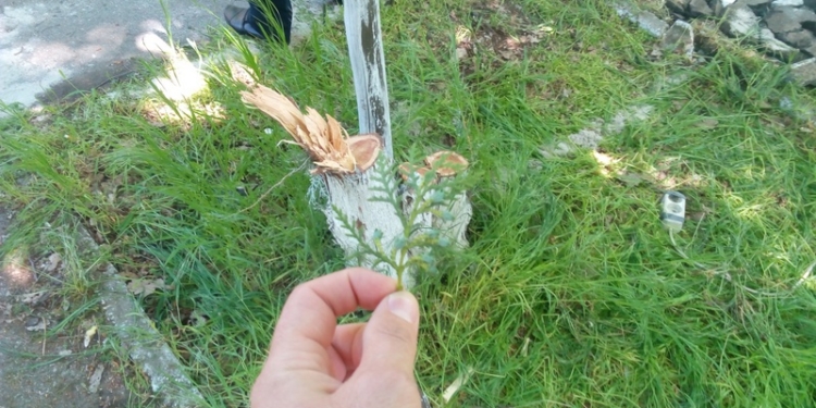 Строительство храма МП у ДК «Корабельный» в Николаеве: общественники помешали сносу здоровых деревьев