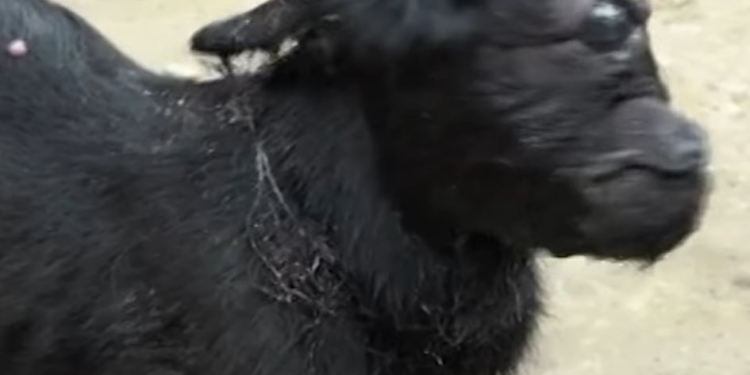 В Индии родился козленок-циклоп. Ему поклоняются, как божеству