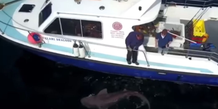 Счастливый рыбак поймал на удочку гигантскую акулу