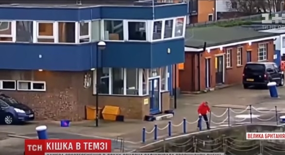 В Лондоне чуть не утонула кошка-портовый талисман. Спасли