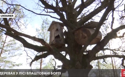 В Житомирской области по древней традиции приручают диких пчел – их мед дороже