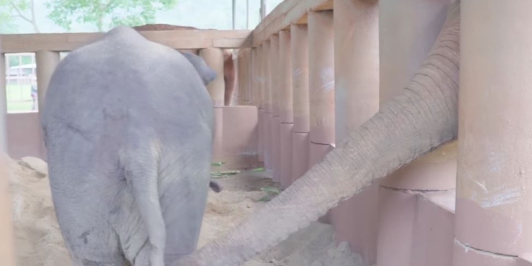 Большая семья. Стадо слонов устроило теплый прием спасенному слоненку