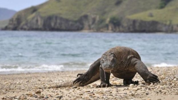 В Индонезии туриста укусил комодский дракон. И ему еще повезло