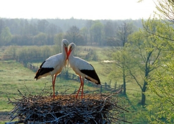 Онлайн-трансляция из гнезда аистов на Прикарпатье. За ней следят тысячи зрителей