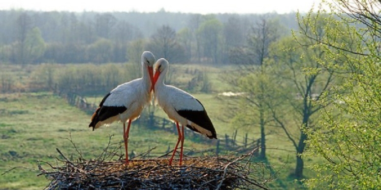 Онлайн-трансляция из гнезда аистов на Прикарпатье. За ней следят тысячи зрителей