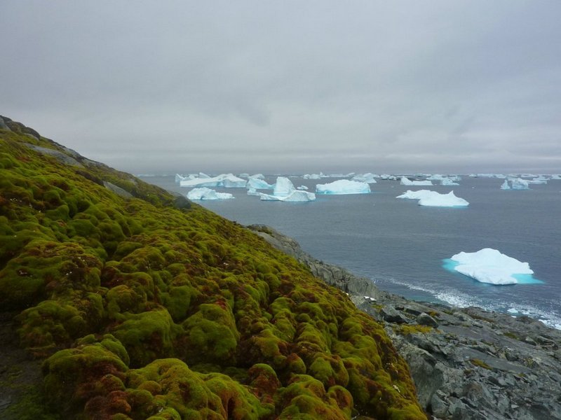 Глобальное потепление: на Антарктиде стремительно распространяется растительность 1