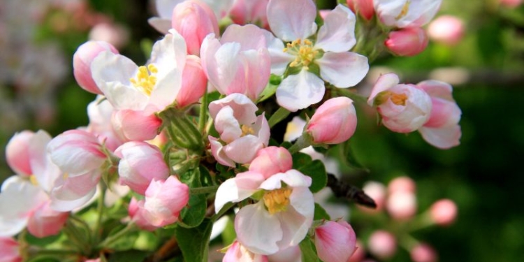 Чудо природы. В Украине зацвела самовоспроизводящаяся 200-летняя яблоня