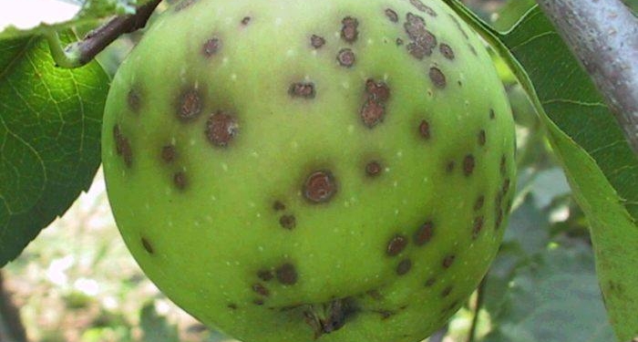 В Николаевскую область едет рабочая группа Госпродпотребслужбы – улучшать фитосанитарное состояние региона