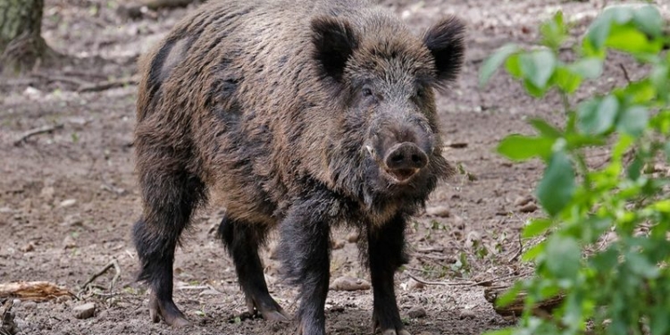 Британский посол во время охоты спасался от кабана на дереве