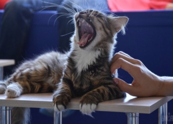 В Ирландии разыскивают «обнимателя котов»