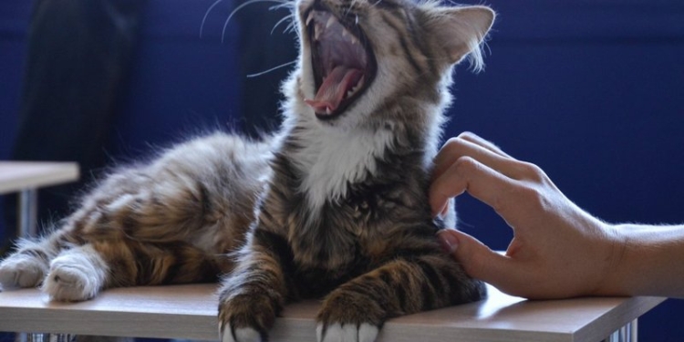 В Ирландии разыскивают «обнимателя котов»