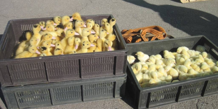 Живой товар. Украинец пытался вынести в РФ 270 цыплят, утят и индюшат