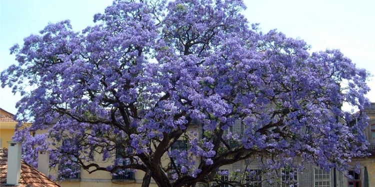 Под Николаевом собираются высадить рощу “Сапфирового дракона”