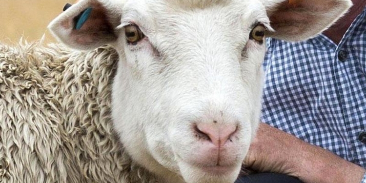 Ученых озадачила овца-мутант с прямой шерстью