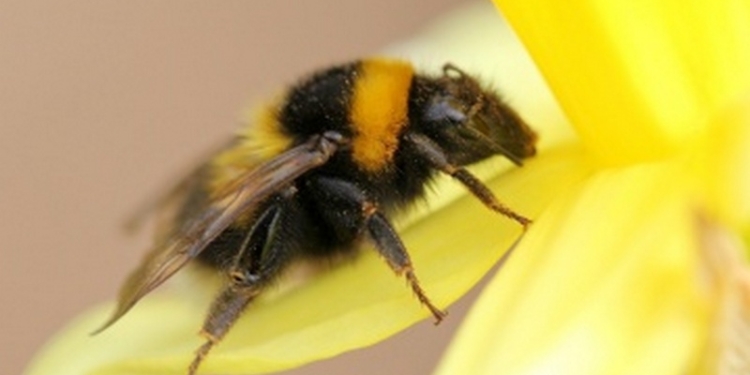 Мохнатый шмель – и не только на хмель: в Украине есть завод, где разводят шмелей