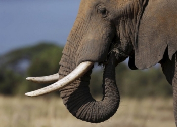 По улицам слона водили. И купали на автомойке – в Черновцах