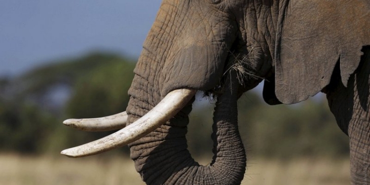 По улицам слона водили. И купали на автомойке – в Черновцах