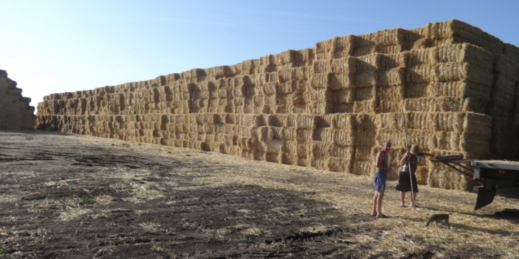 Когда солома воняет трупами. В Кривом Озере массовый протест против “Мир соломы”