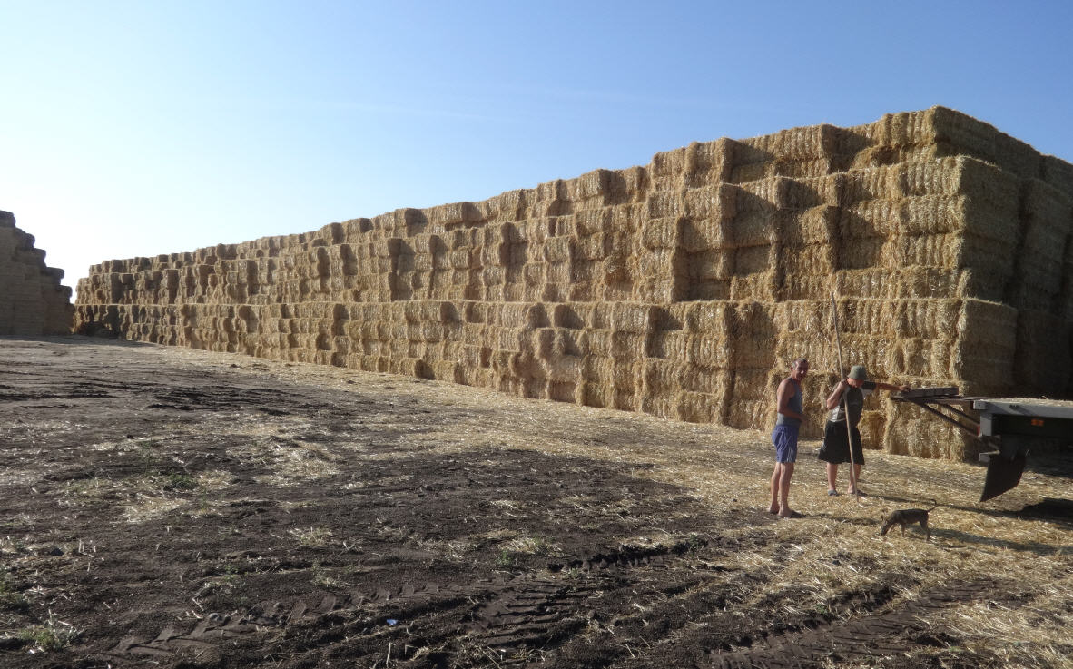 Когда солома воняет трупами. В Кривом Озере массовый протест против “Мир соломы”