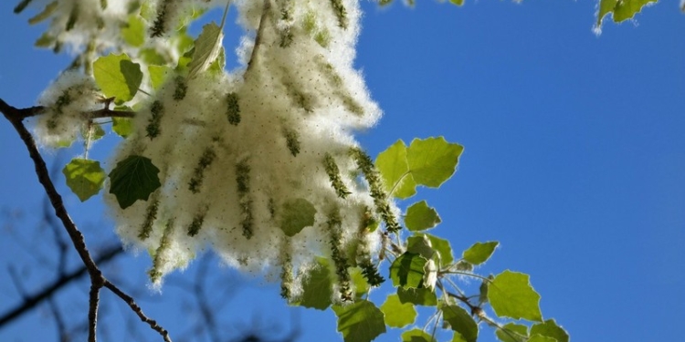 Деревья-аллергены в Николаеве: с наскока проблему не решить