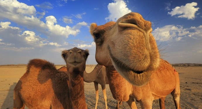 На автотрассе в Бельгии водителей пугало стадо верблюдов