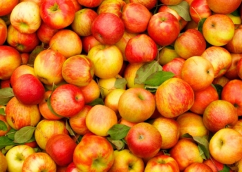 Не педагогично: в отношении южноафриканских полицейских, «расстрелявших» воров яблоками, начато расследование