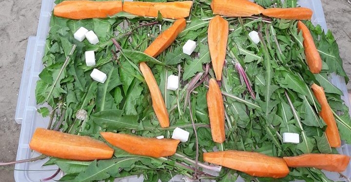 Маленький, но праздник: в Николаевском зоопарке один из питомцев отметил юбилей