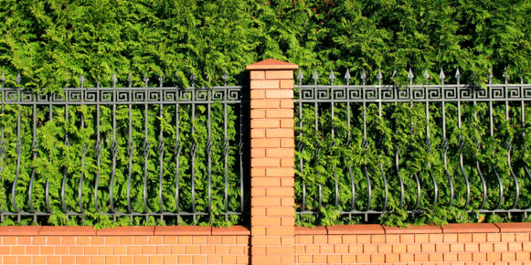 Экологи заявили, что в городах живая изгородь очищает воздух лучше деревьев