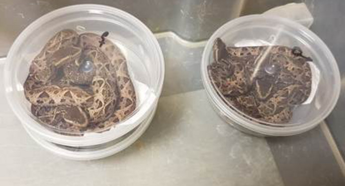 Гражданин РФ вез из Бразилии ядовитых змей и лягушек. Его задержали в Нидерландах