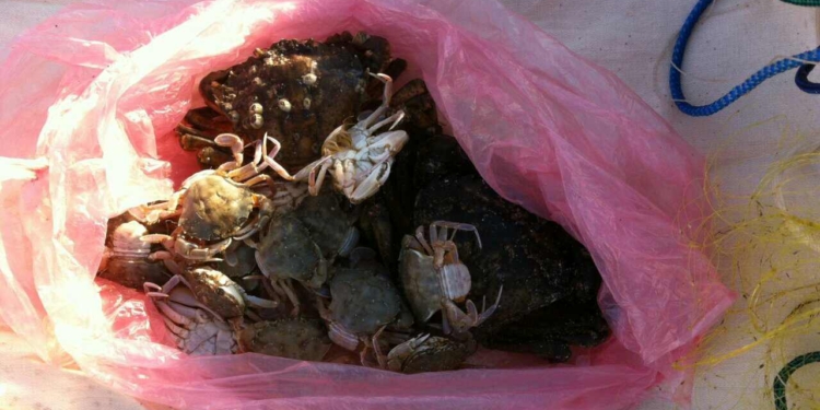 Краснокнижные крабы, барабулька, камбала, калкан. “Улов” рыбоохранного патруля