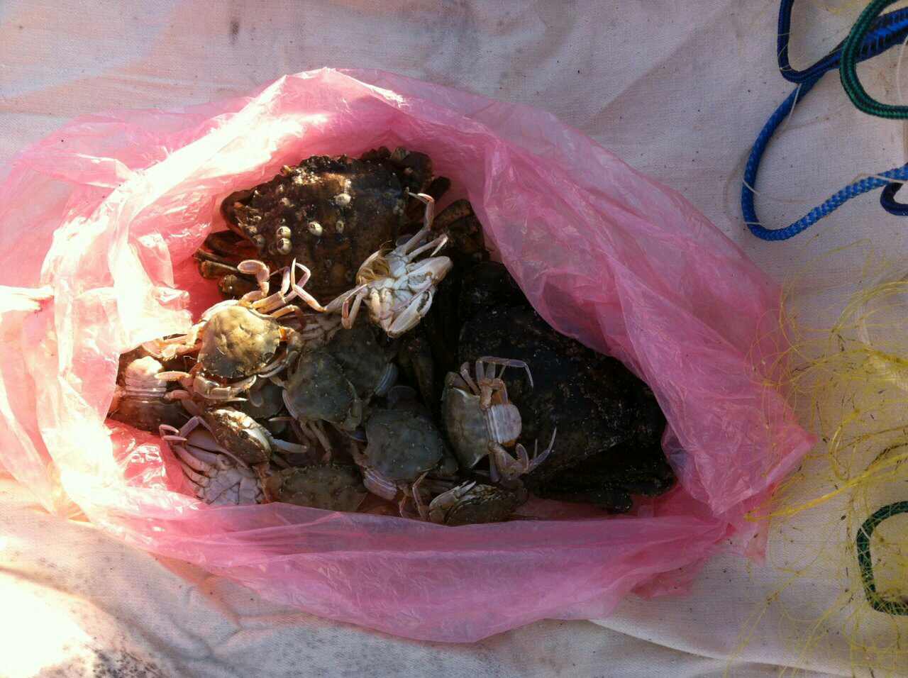 Краснокнижные крабы, барабулька, камбала, калкан. “Улов” рыбоохранного патруля